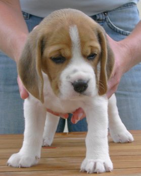 Beagle Aimy